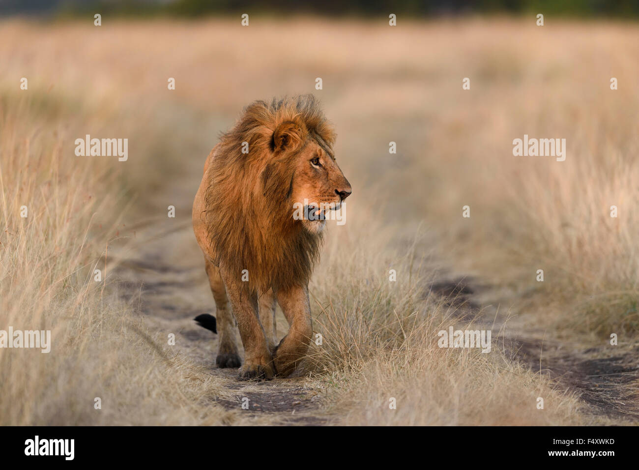 Lion (Panthera leo), maschio camminando sul percorso, la luce del mattino, il Masai Mara, Narok County, Kenya Foto Stock