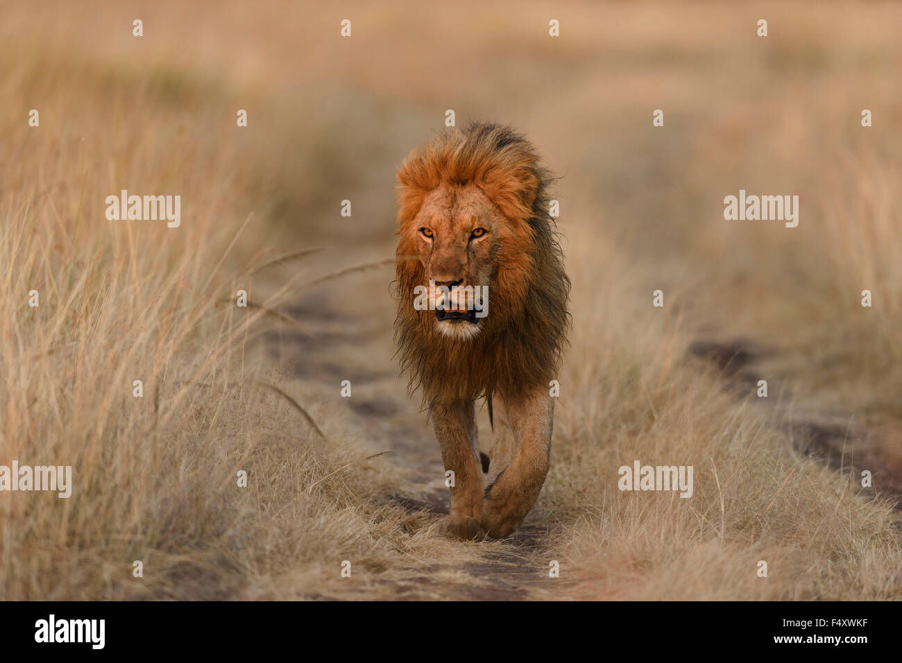 Lion (Panthera leo), maschio camminando sul percorso, la luce del mattino, il Masai Mara, Narok County, Kenya Foto Stock