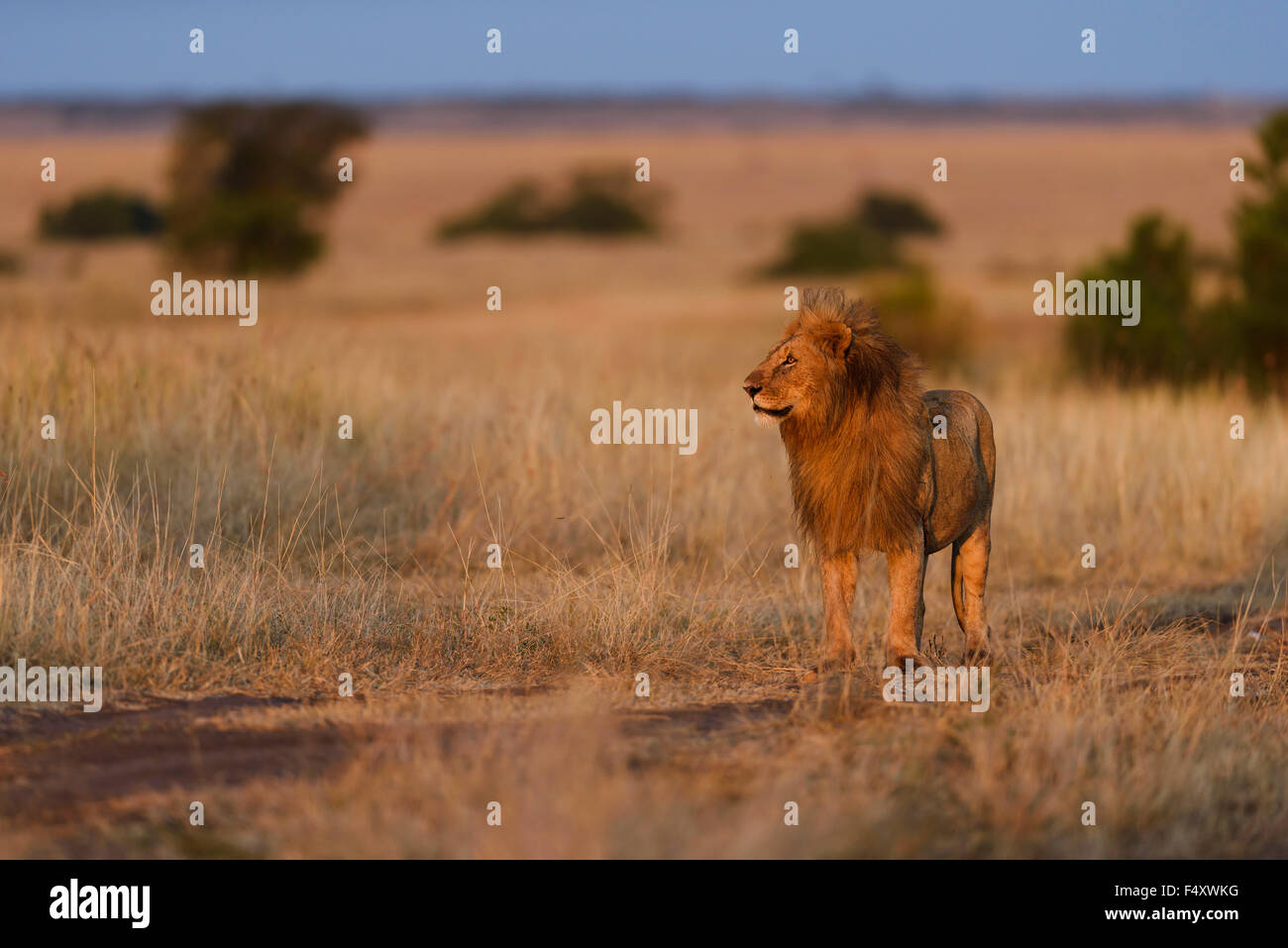 Leone maschio (Panthera leo) nella luce del mattino, il Masai Mara, Narok County, Kenya Foto Stock