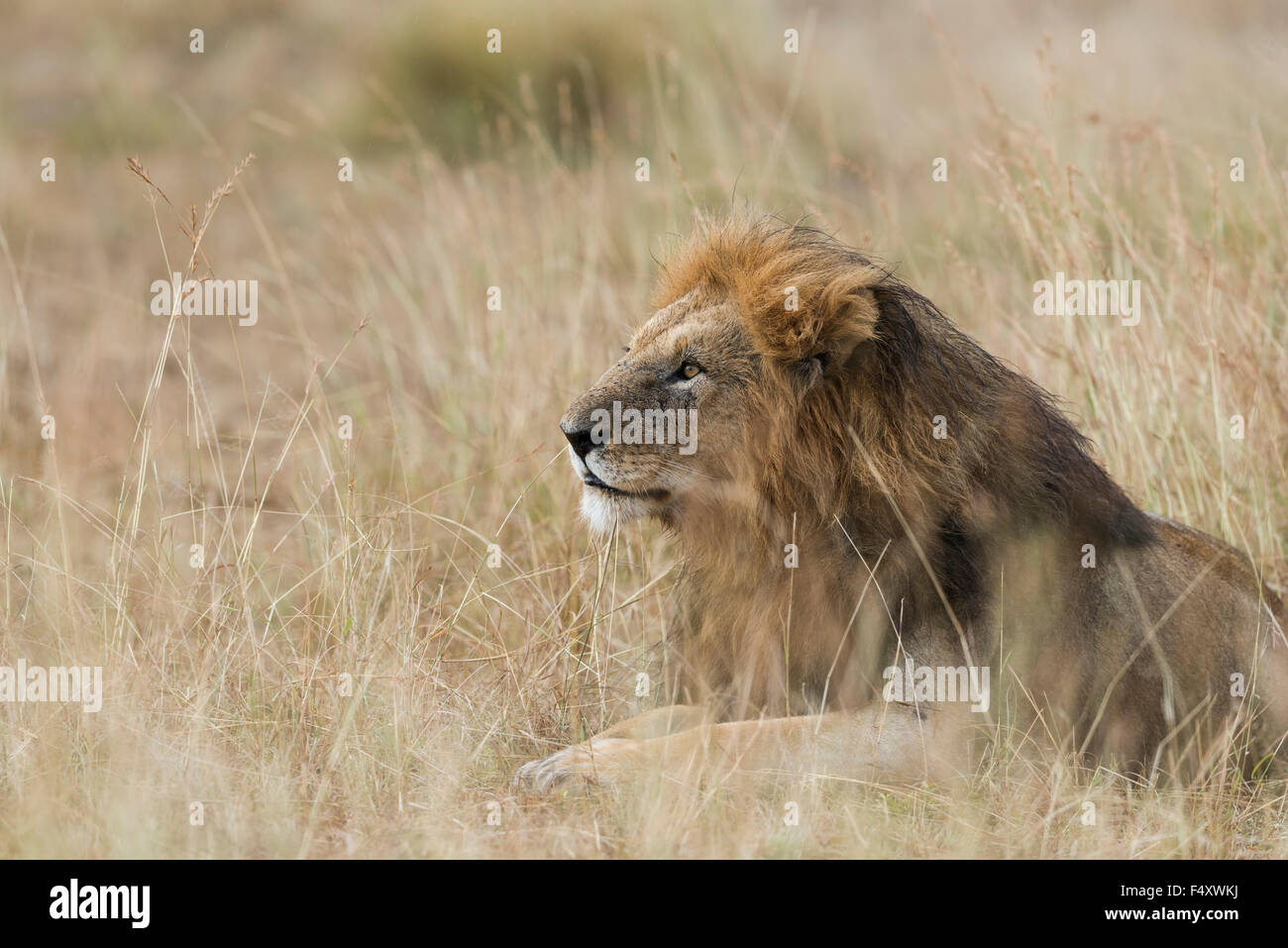 Lion (Panthera leo), maschio con wet mane giacente in erba, Masai Mara, Narok County, Kenya Foto Stock