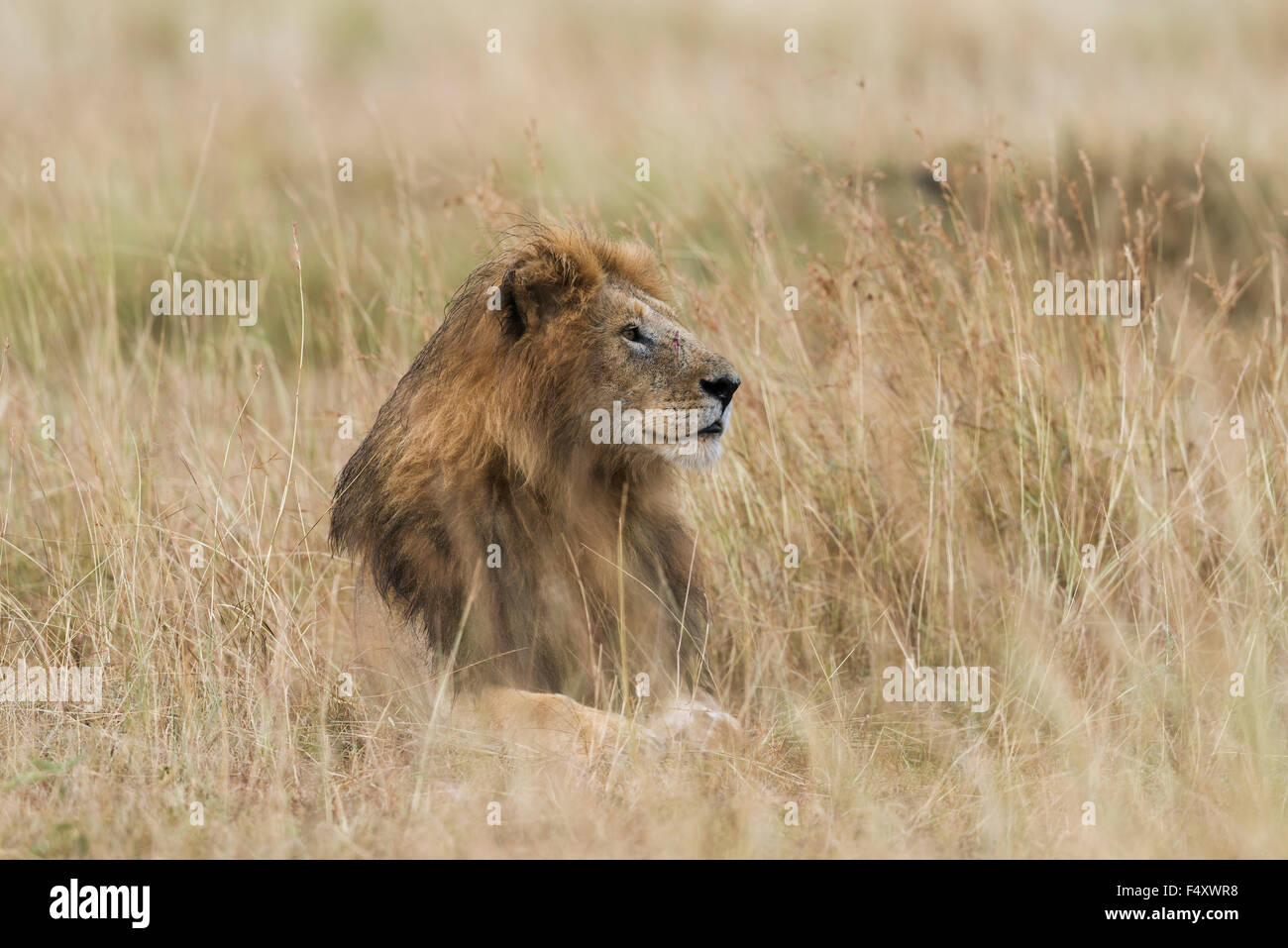 Lion (Panthera leo), maschio con wet mane giacente in erba, Masai Mara, Narok County, Kenya Foto Stock