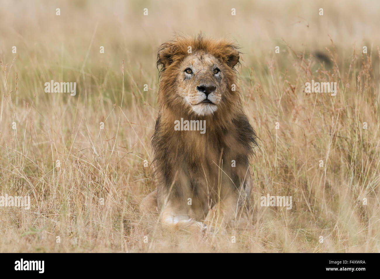 Lion (Panthera leo), maschio con wet mane giacente in erba, Masai Mara, Narok County, Kenya Foto Stock