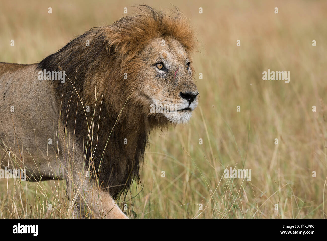 Wet lion (Panthera leo), maschio, il Masai Mara, Narok County, Kenya Foto Stock