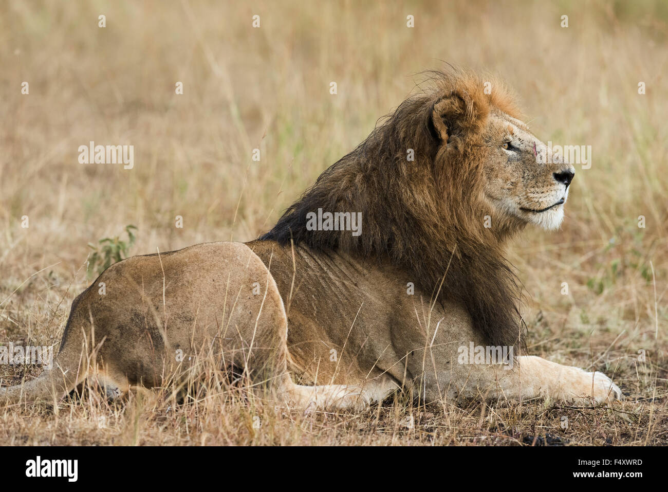 Lion (Panthera leo), maschio con wet mane giacente in erba, Masai Mara, Narok County, Kenya Foto Stock