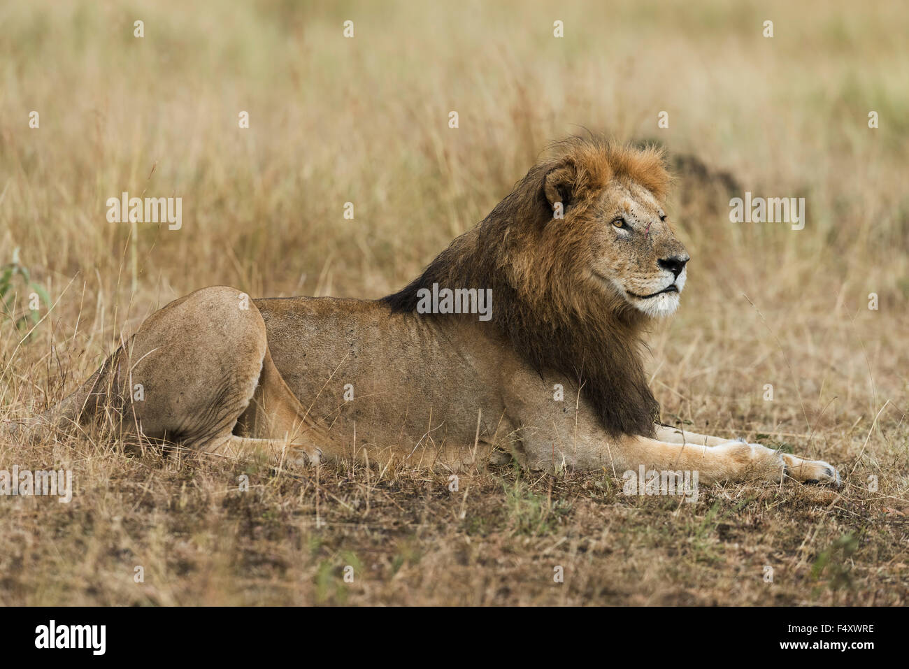 Lion (Panthera leo), maschio con wet mane giacente in erba, Masai Mara, Narok County, Kenya Foto Stock