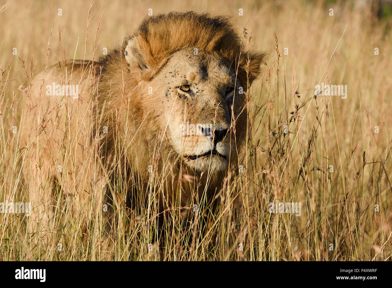 Lion (Panthera leo), maschio, stalking, tall savana erba, Masai Mara, Narok County, Kenya Foto Stock