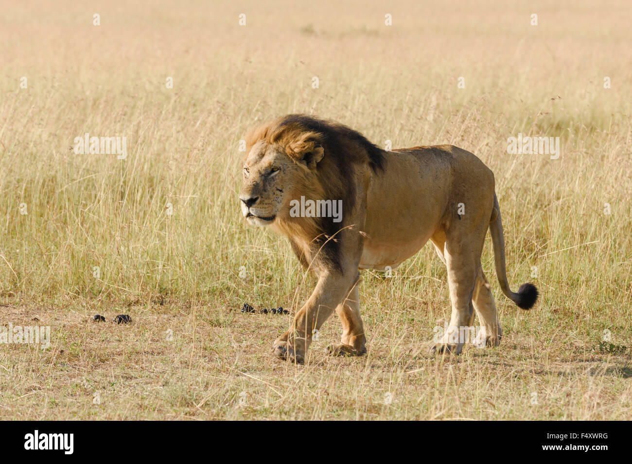 Lion (Panthera leo), maschio con fluente criniera, Masai Mara, Narok County, Kenya Foto Stock