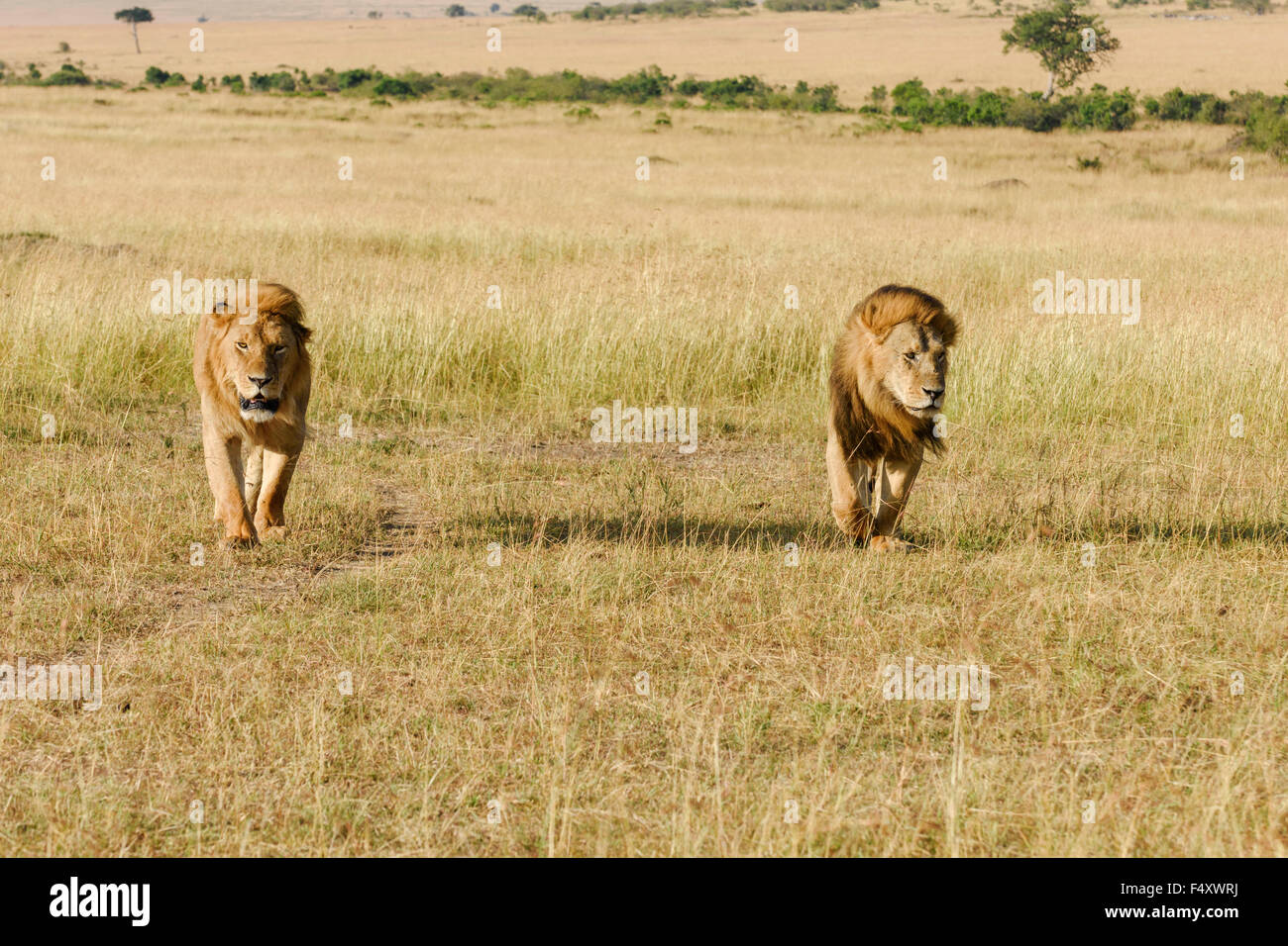 Due leoni maschio (Panthera leo), padre e figlio, roaming savannah, il Masai Mara, Narok County, Kenya Foto Stock