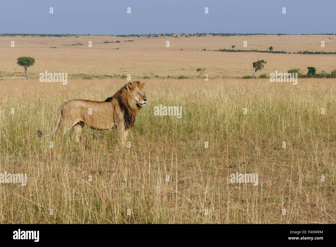 Lion (Panthera leo), maschio in prati, il Masai Mara, Narok County, Kenya Foto Stock