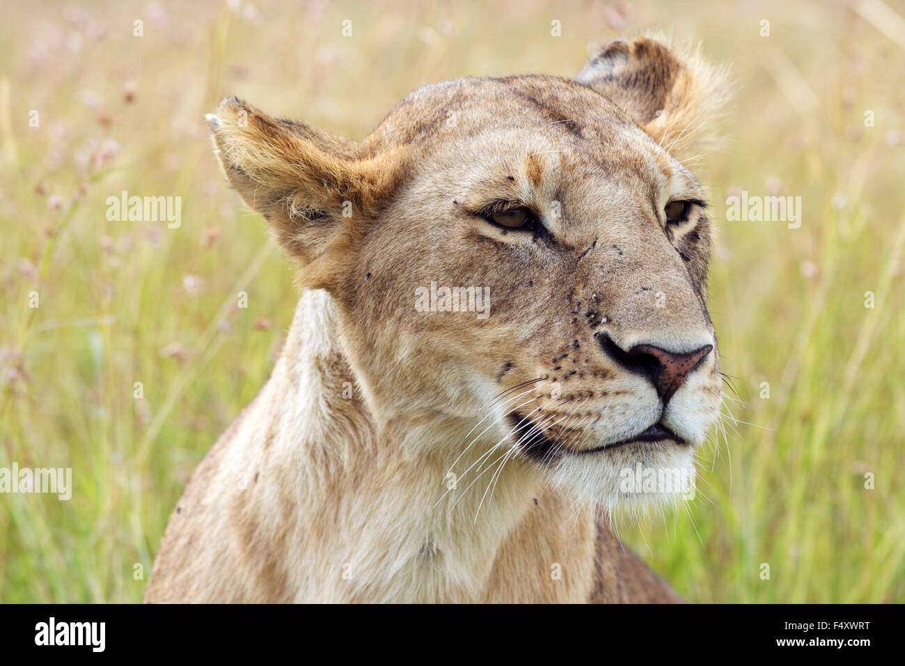 Leonessa (Panthera leo), femmina, ritratto, il Masai Mara, Narok County, Kenya Foto Stock