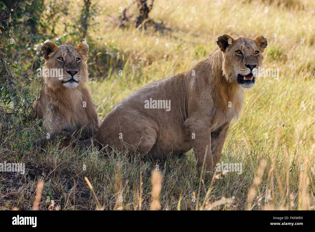 Due giovani leoni maschio (Panthera leo) osservando in ombra di bush, il Masai Mara, Narok County, Kenya Foto Stock