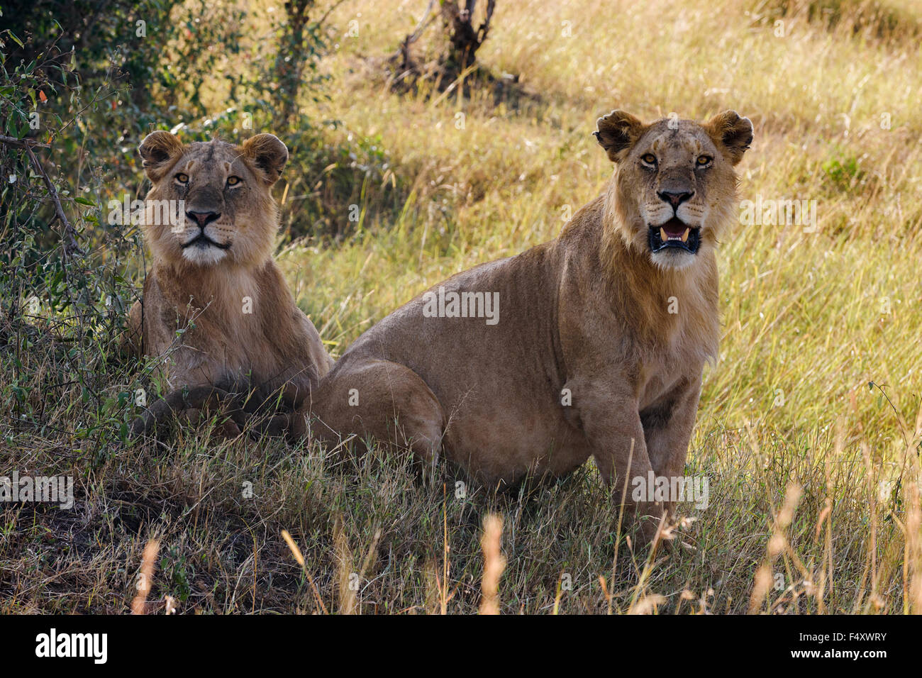 Due giovani leoni maschio (Panthera leo) osservando in ombra di bush, il Masai Mara, Narok County, Kenya Foto Stock