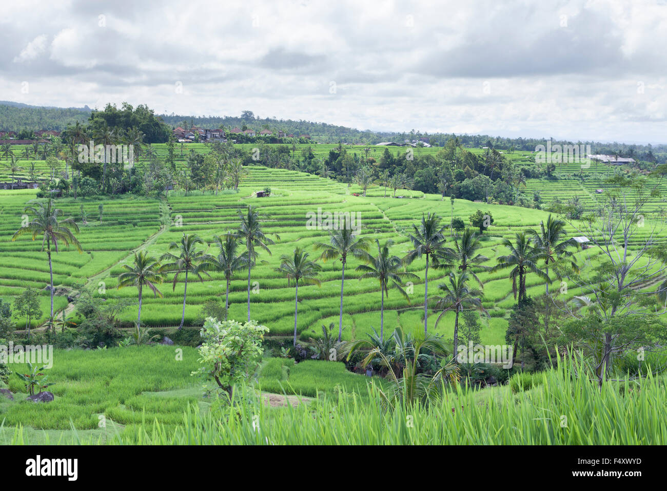 Il famoso terrazze di riso Jatiluwih, Bali, Indonesia Foto Stock