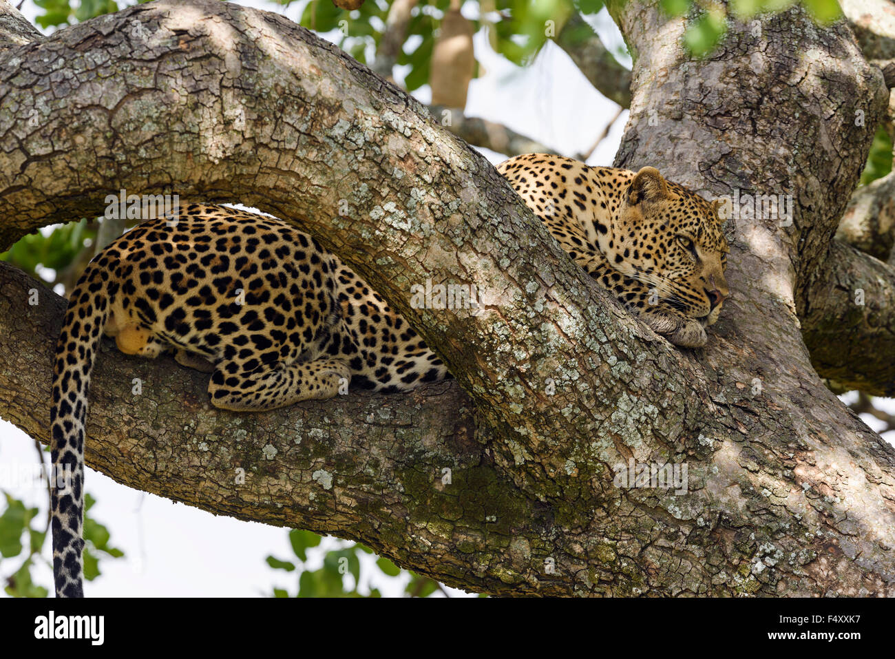 Leopard (Panthera pardus), maschio rilassante nella struttura ad albero della salsiccia (Kigelia africana), il Masai Mara, Narok County, Kenya Foto Stock