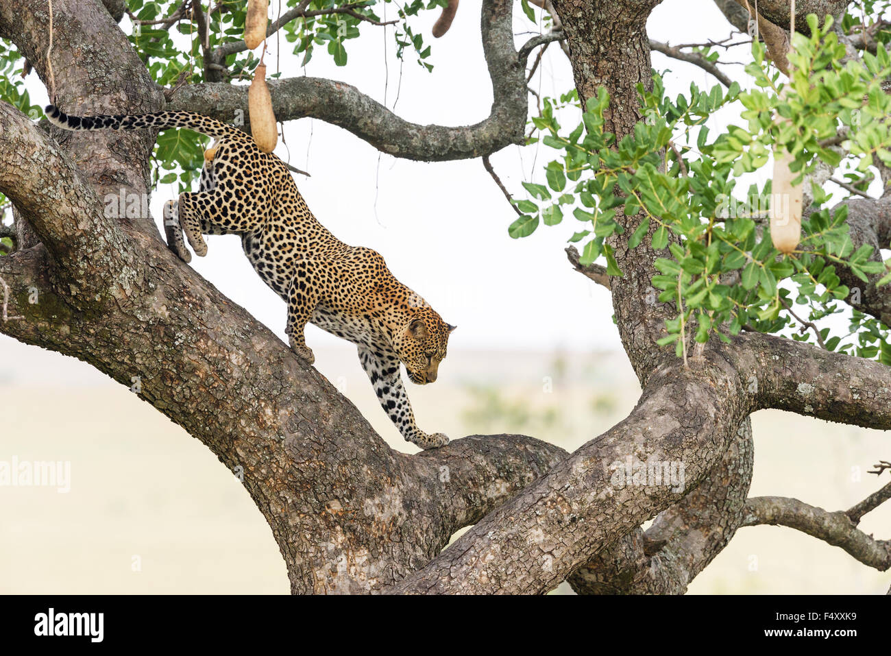 Leopard (Panthera pardus), maschio scendendo salsiccia tree (Kigelia africana), il Masai Mara, Narok County, Kenya Foto Stock