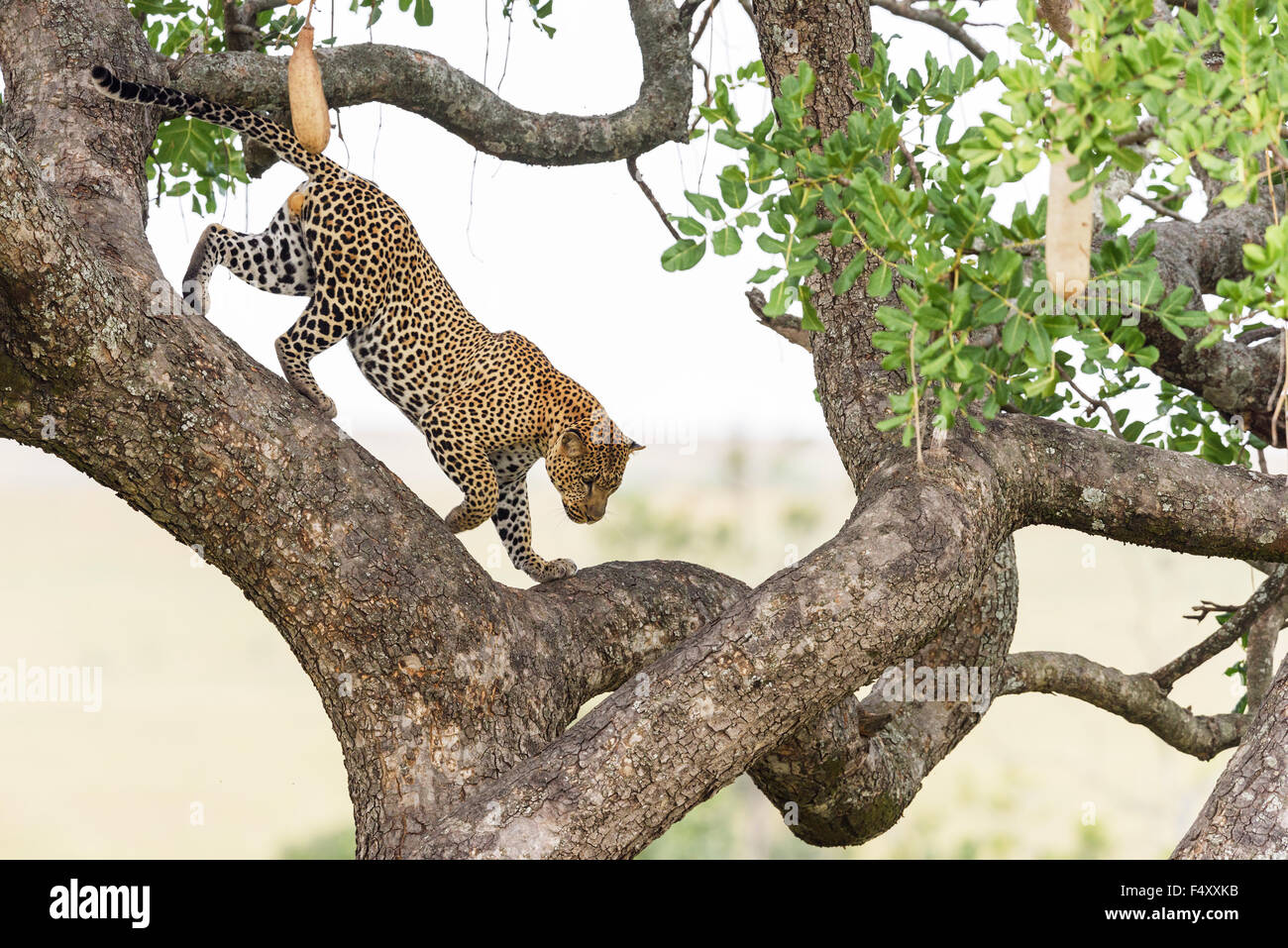 Leopard (Panthera pardus), maschio scendendo salsiccia tree (Kigelia africana), il Masai Mara, Narok County, Kenya Foto Stock