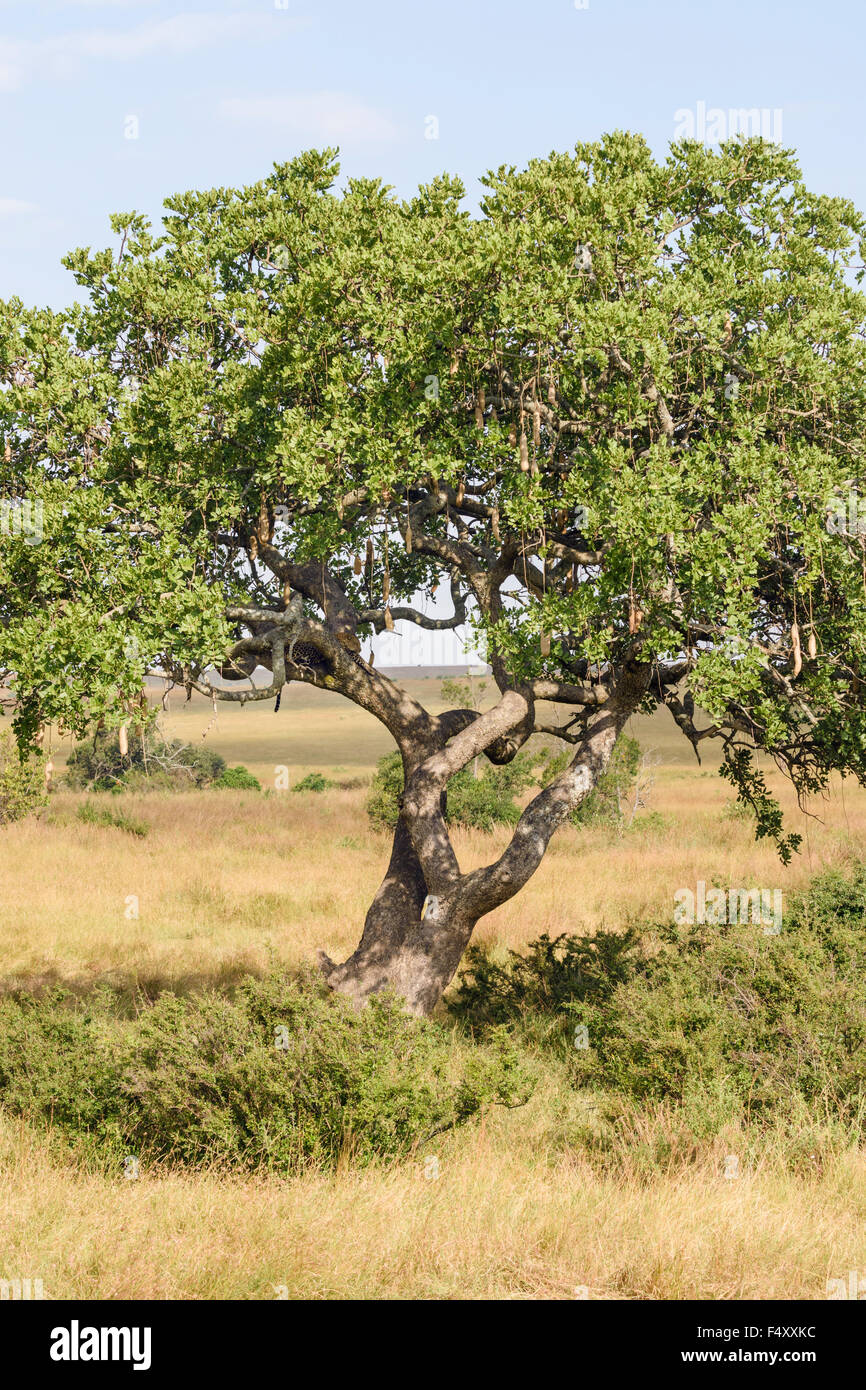 Leopard (Panthera pardus), ben mimetizzata nella struttura ad albero della salsiccia (Kigelia africana), il Masai Mara, Narok County, Kenya Foto Stock