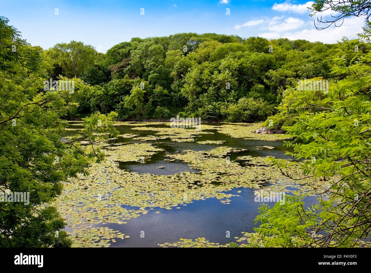 Water Lilies in fiore in stagni di fior di loto in Bosherston, Pembrokeshire, Wales, Regno Unito Foto Stock