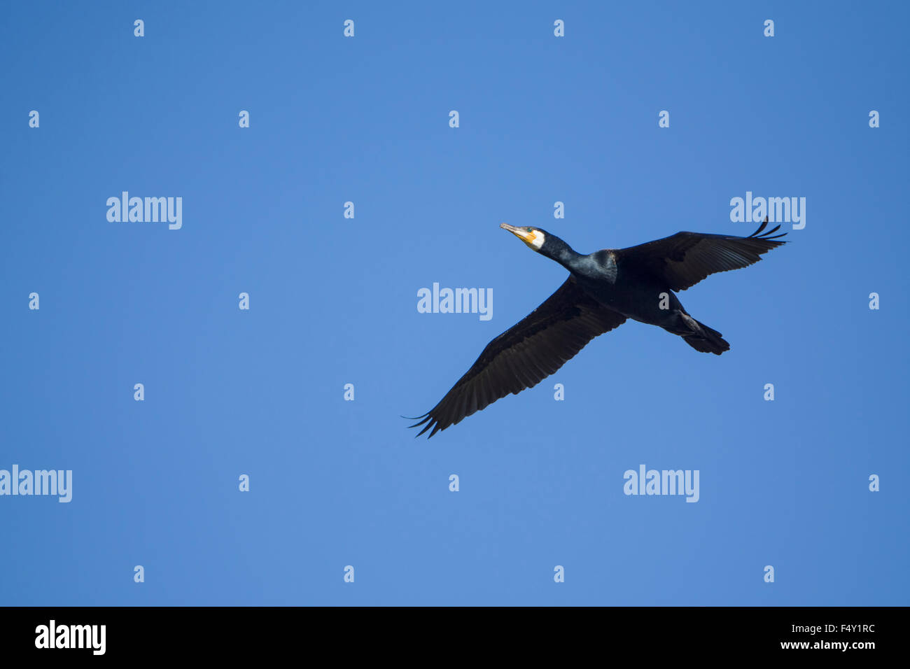 Un cormorano in volo contro un cielo blu chiaro, segala Harbour, East Sussex, Regno Unito Foto Stock