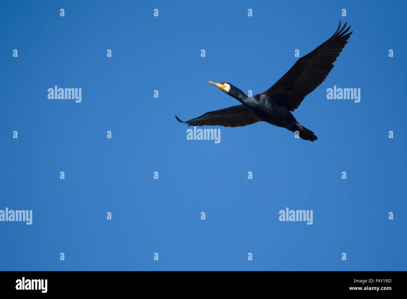 Un cormorano in volo contro un cielo blu chiaro, segala Harbour, East Sussex, Regno Unito Foto Stock
