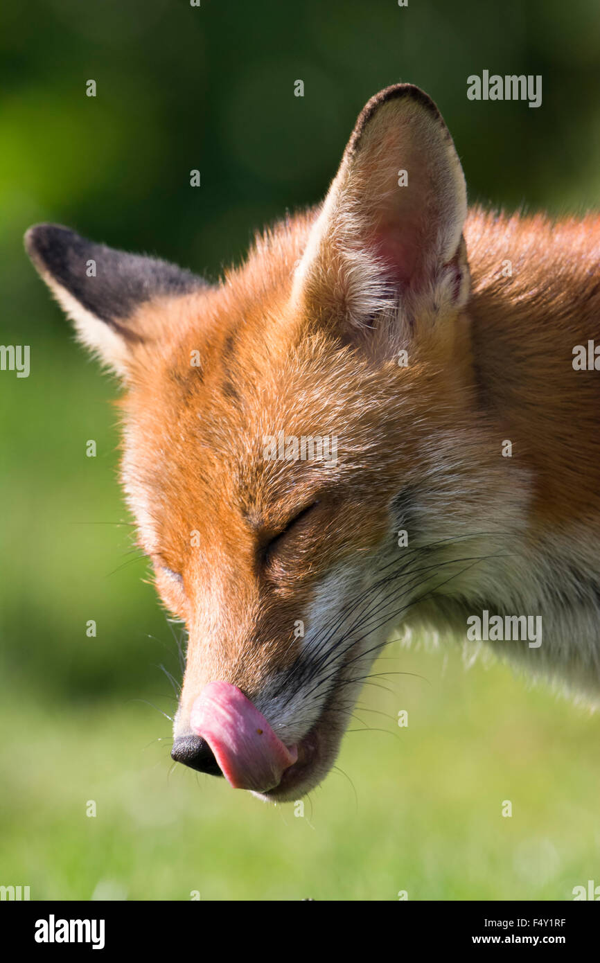 In prossimità della testa e del viso di una femmina di volpe rossa in giardino suburbano in condizioni di luce diurna, leccare le labbra dopo aver bevuto da stagno Foto Stock