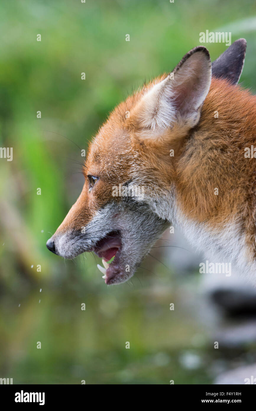 In prossimità della testa e del viso di una femmina di volpe rossa in giardino suburbano in condizioni di luce diurna, leccare le labbra dopo aver bevuto da stagno Foto Stock