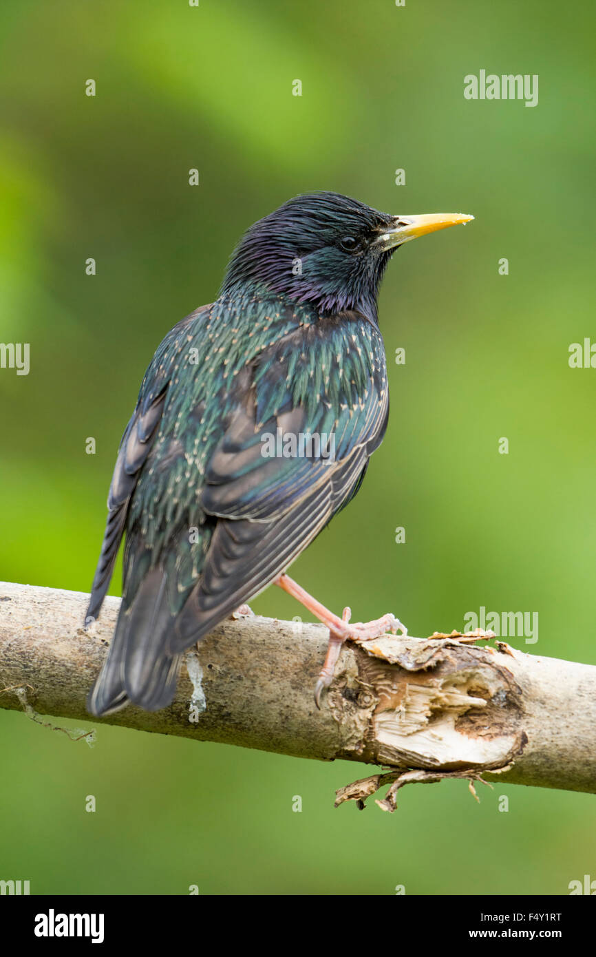Un Starling close up, mostrante eccellente dettaglio piume e colori contro la pulizia dello sfondo. Hastings, East Sussex, Regno Unito Foto Stock