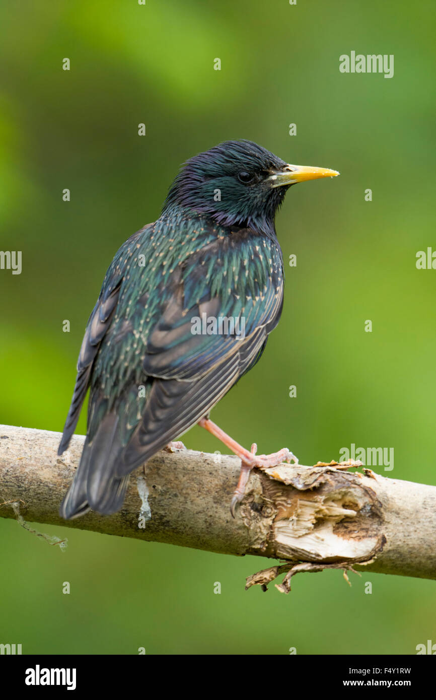 Un Starling close up, mostrante eccellente dettaglio piume e colori contro la pulizia dello sfondo. Hastings, East Sussex, Regno Unito Foto Stock