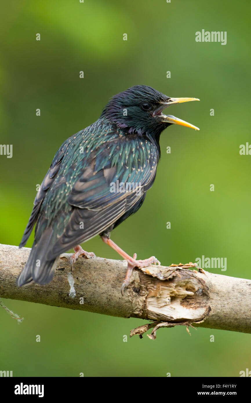 Un Starling close up, mostrante eccellente dettaglio piume e colori contro la pulizia dello sfondo. Hastings, East Sussex, Regno Unito Foto Stock