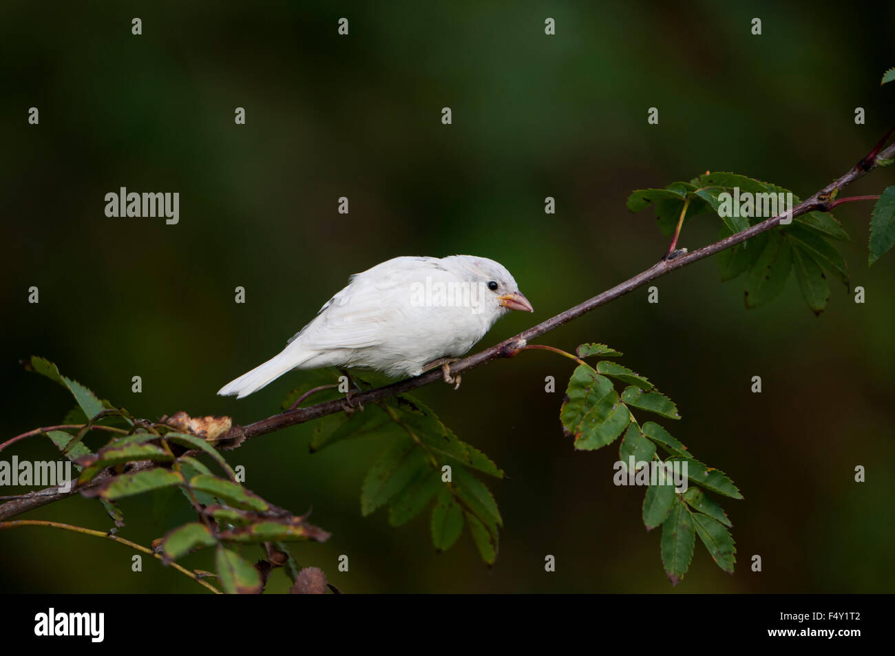 Un leucistic, completamente bianco, casa passero. Foto Stock