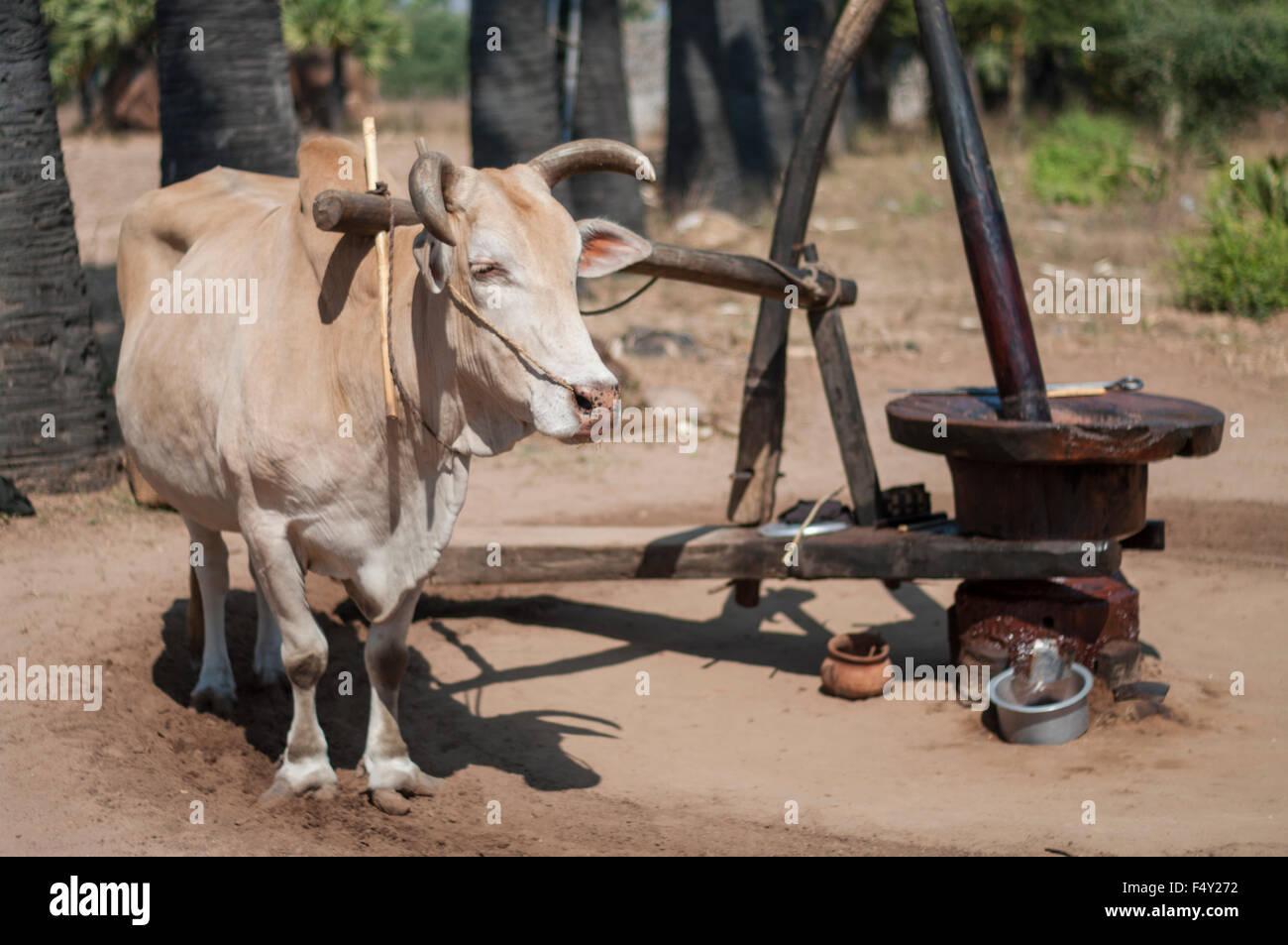 Zebù buoi che indossa una forcella cavo, pronti a camminare in un cerchio di guidare un tradizionale olio di arachide mulino nel centro del Myanmar (Birmania). Foto Stock