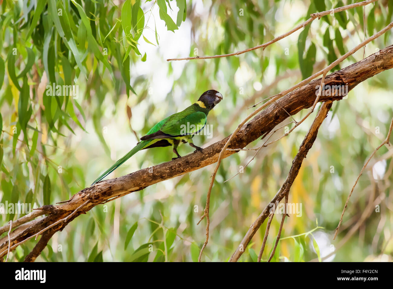 Australia, ringneck, Australia occidentale Foto Stock