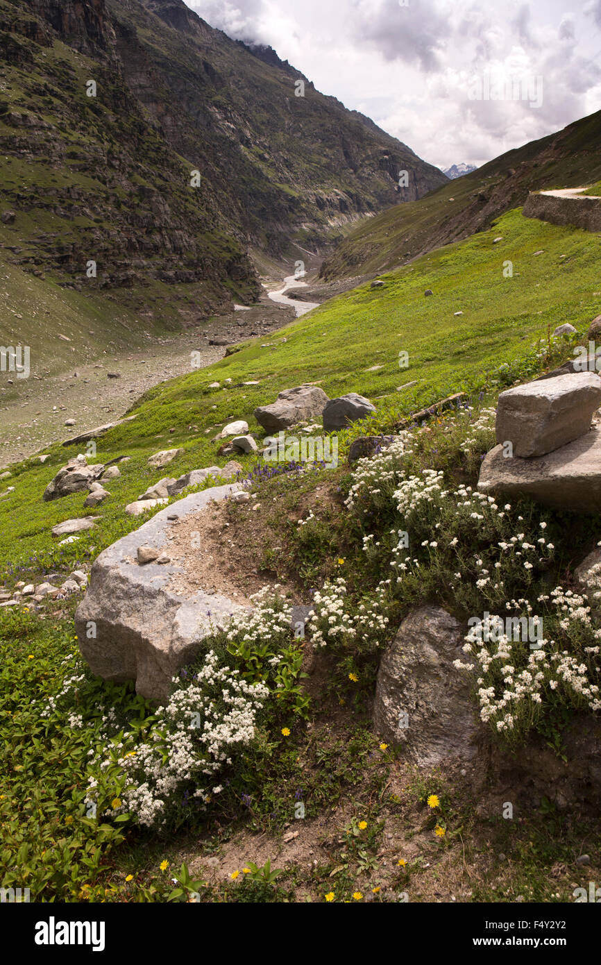 India, Himachal Pradesh, Lahaul Valley, fiori selvatici accanto al fiume Chandra sulla strada per Spiti Foto Stock