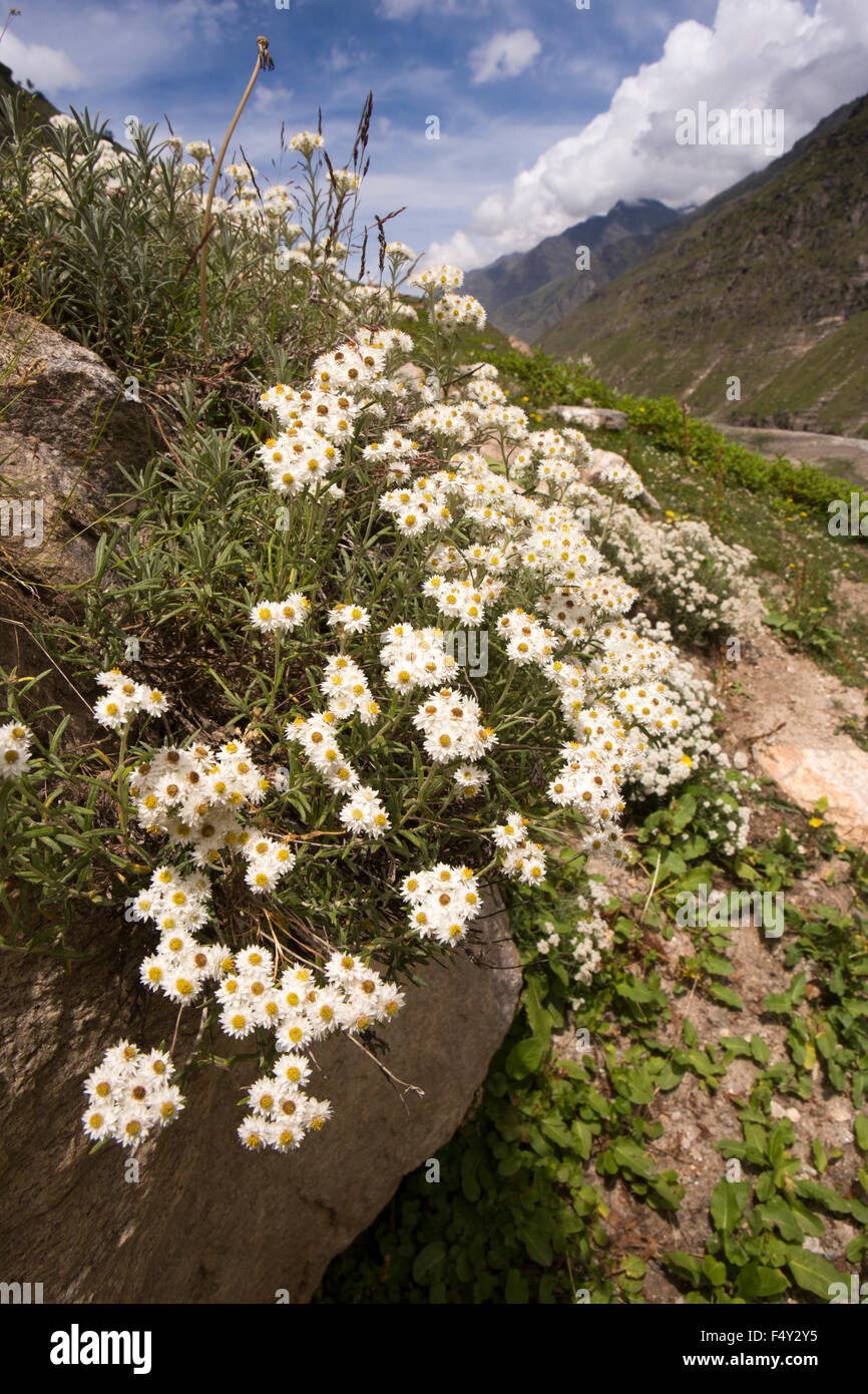 India, Himachal Pradesh, Lahaul Valley, Chhatru, perlacea eterna fiori selvatici Anaphalis margaritacea accanto al fiume Chandra Foto Stock