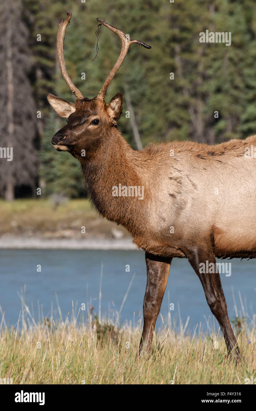 Bull Elk - Bambino Foto Stock