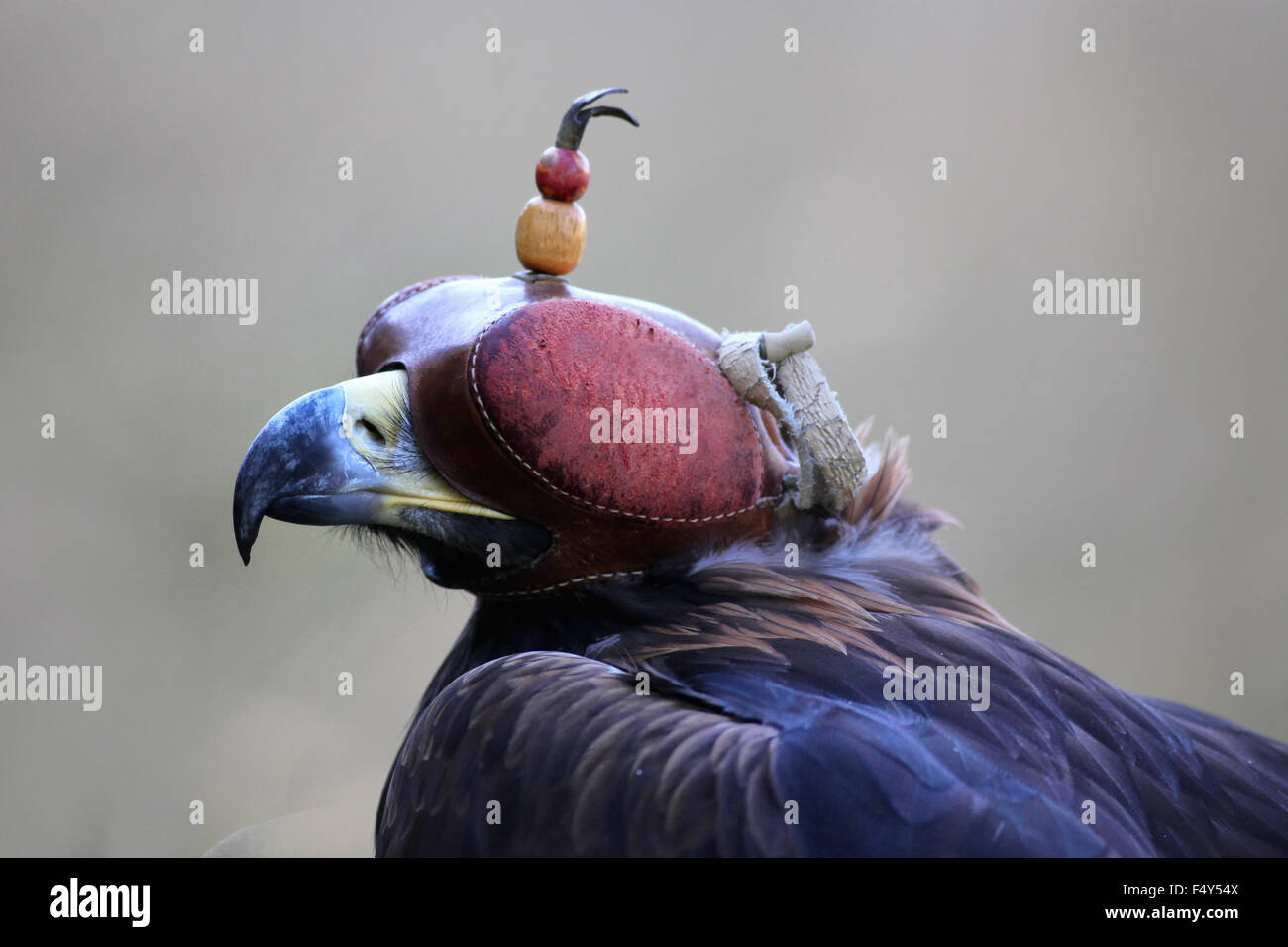 Eagle con un cappuccio sugli occhi. Foto Stock Eagle con un cappuccio sugli occhi. Foto Stock