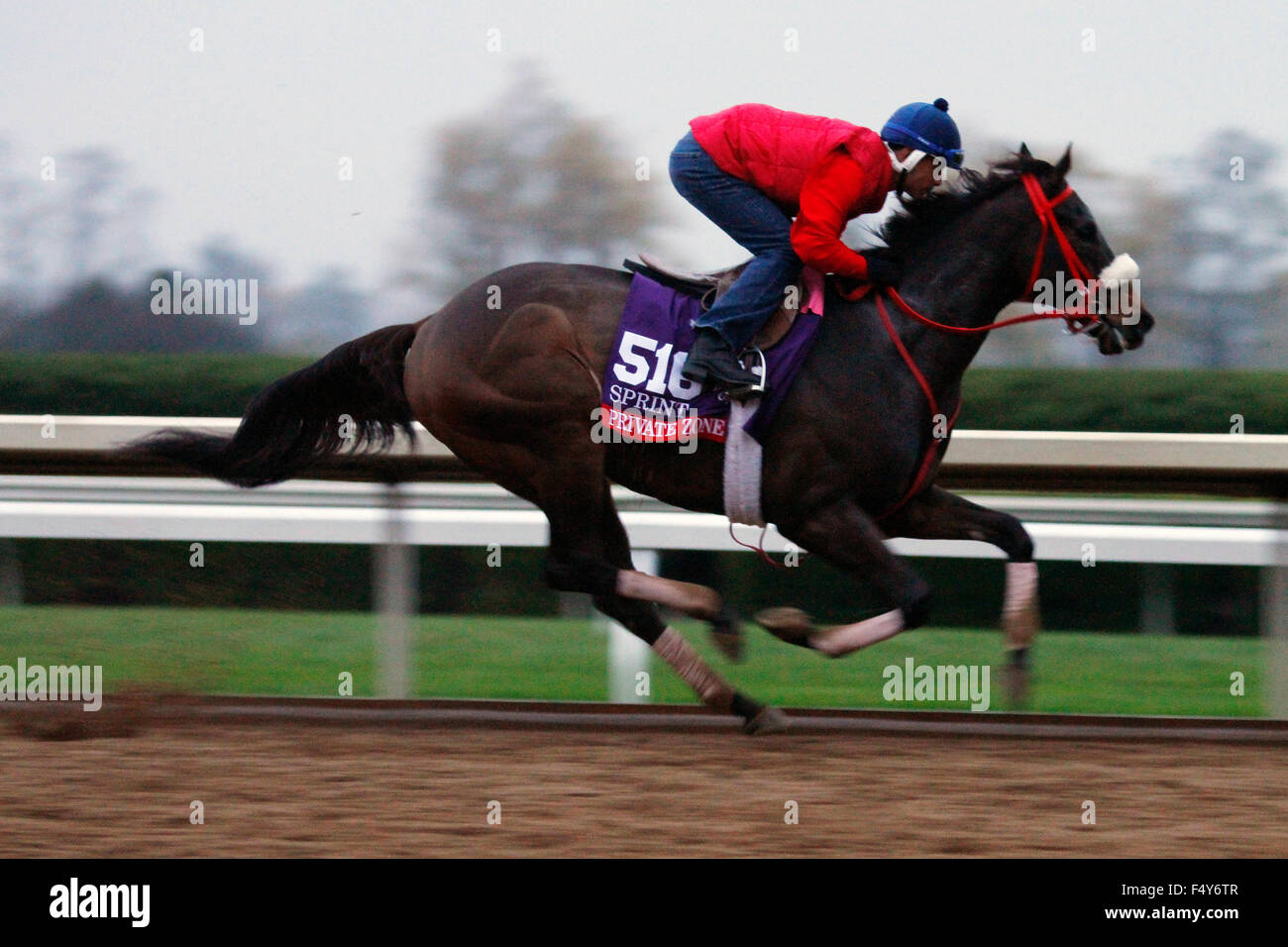 Lexington, KY, Stati Uniti d'America. 24 ott 2015. Ottobre 24, 2015: zona privata, addestrati da Jorge Navarro, e proprietà di buoni amici e stabile, è iscritto al costitutore di Coppa Sprint TwinSpires. Candice Chavez/ESW/CSM/Alamy Live News Foto Stock