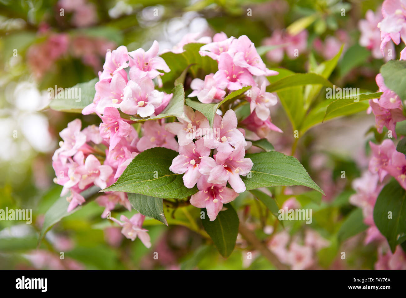 Rosa Weigela fioritura delle piante, arbusti crescono nel giardino in Polonia, Europa, fiori ornamentali nella famiglia Caprifoliaceae,... Foto Stock
