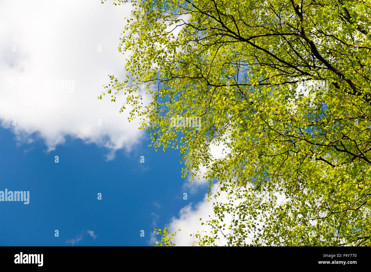 Molla albero di betulla il fogliame fresco sulla soleggiata cielo blu con nuvole bianche sfondo, vibrante di foglie verdi di ramoscelli di latifoglie Foto Stock