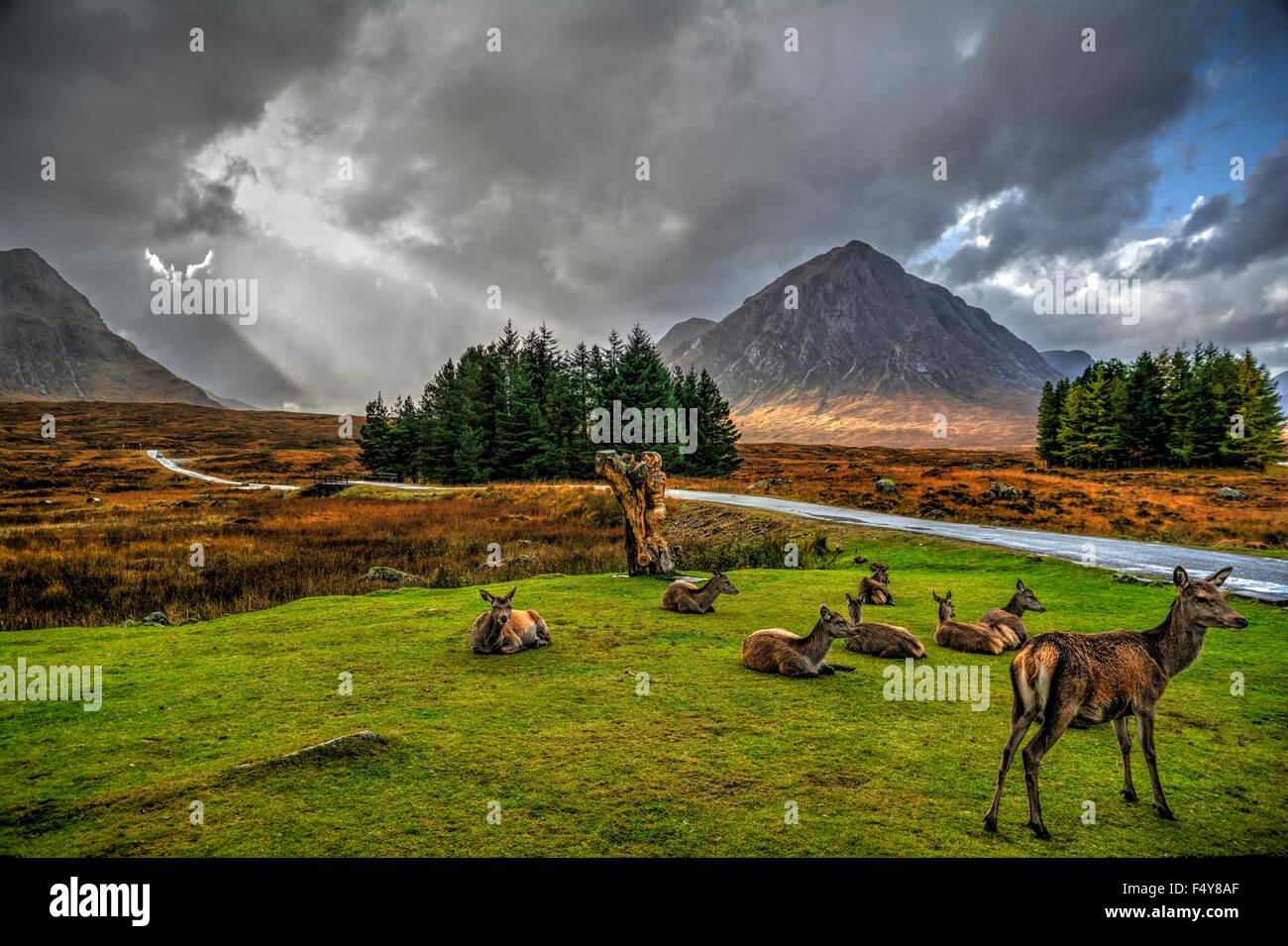 Red Deer nelle highlands scozzesi in attesa sulla tempesta di passare. Foto Stock