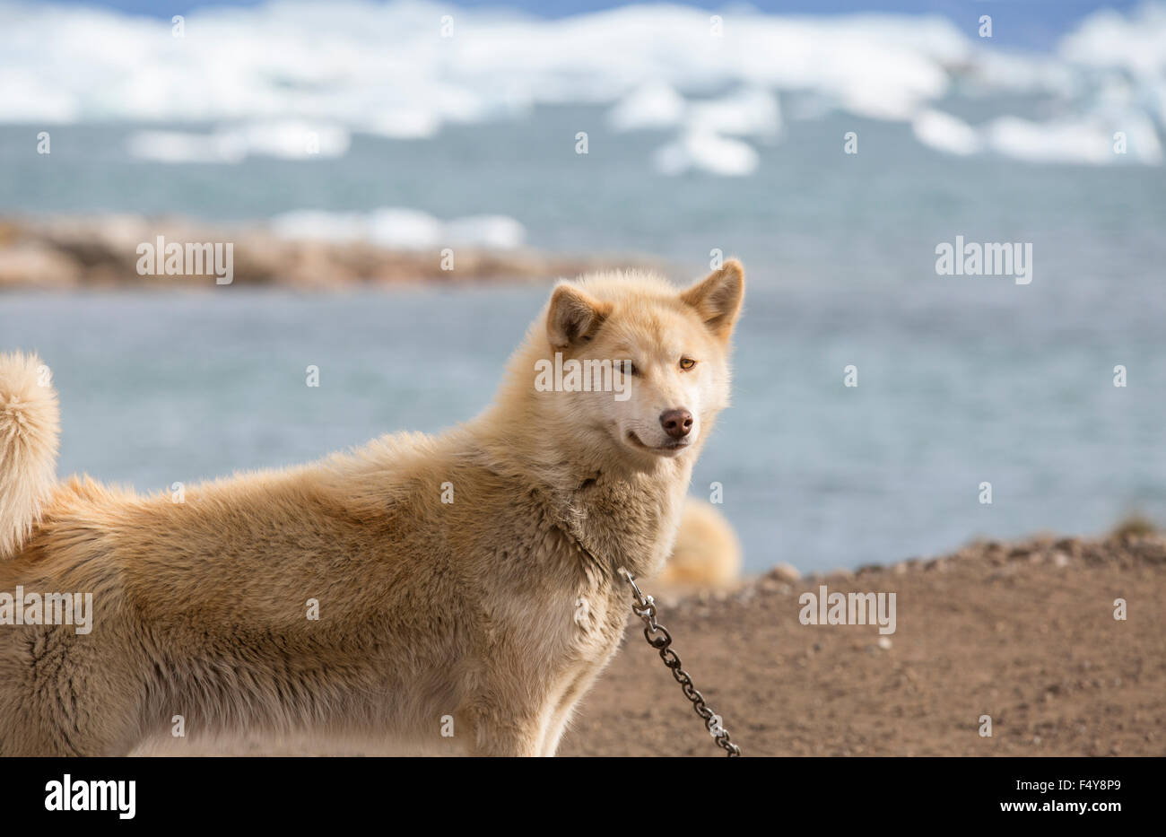 La Groenlandia, Nuussuaq Penisola, baia di Disko, Qaasuitsup, Saqqaq. Close up di lavorare Sled Dog. Foto Stock