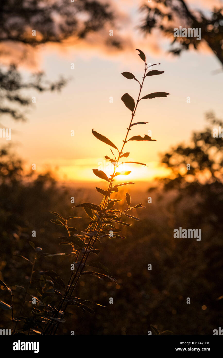 Un tramonto dorato sul bosco inglese in Hanbury, Worcestershire. Foto Stock