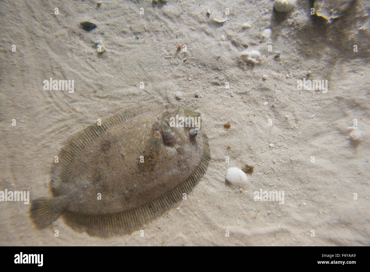 Appartamento la passera pianuzza Pesce si mescola con il fondale di sabbia e abbracciando vicino alla superficie e che mostra mimetizzata patch pleuronettiformi Foto Stock