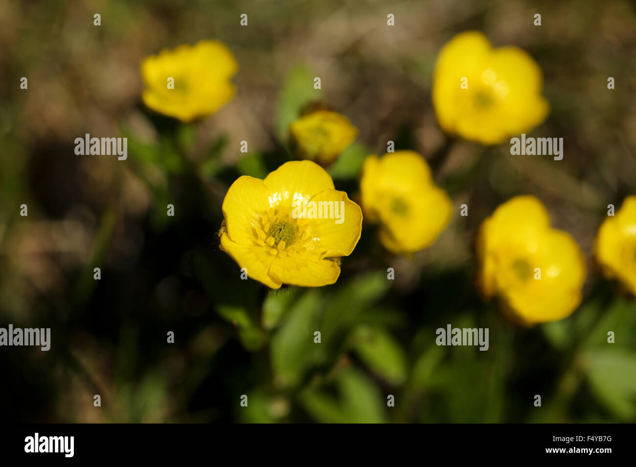 Artico, Svalbard, Hornsund, Sør-Spitsbergen National Park, Gnålodden. Close up di zolfo buttercup (Ranunculus sulfurei) Foto Stock