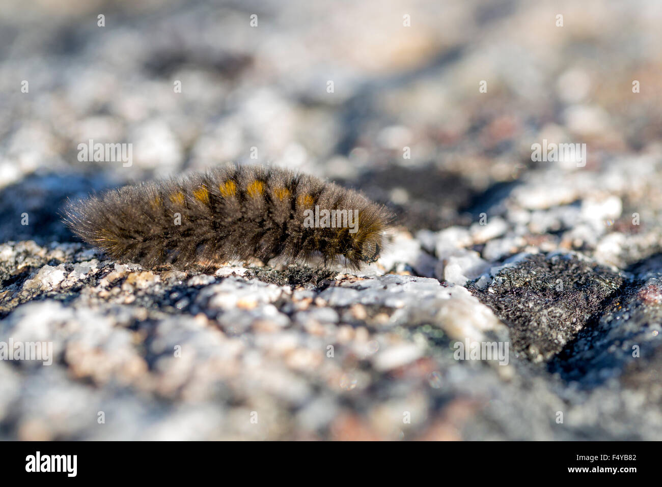 Canada, Nunavut, Isola Baffin, Kekerten isola. Arctic lanosi bear caterpillar, noto per trascorrere la maggior parte del loro ciclo di vita congelati. Foto Stock