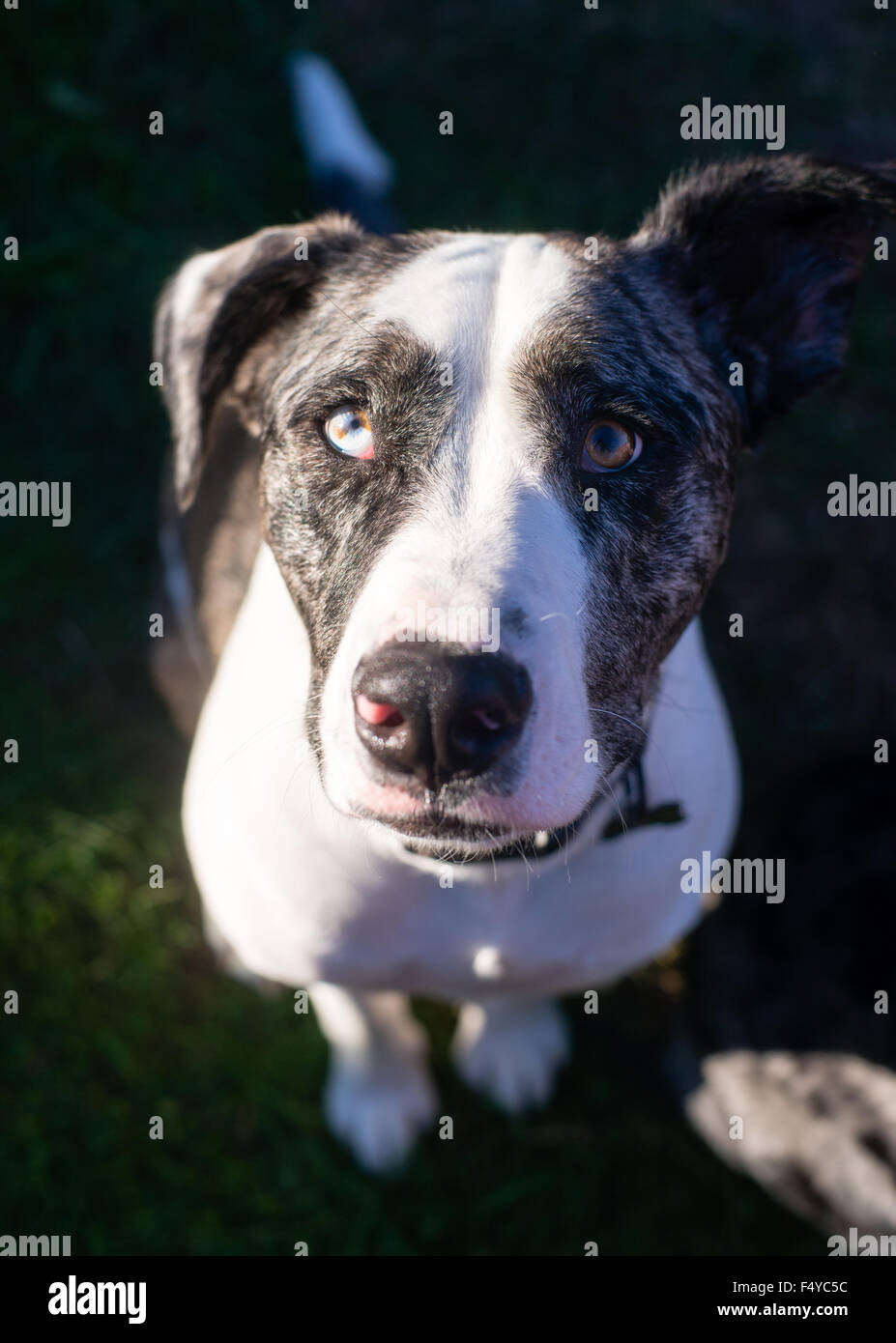 Questo unico cane ti guarda con splendida anticipazione Foto Stock