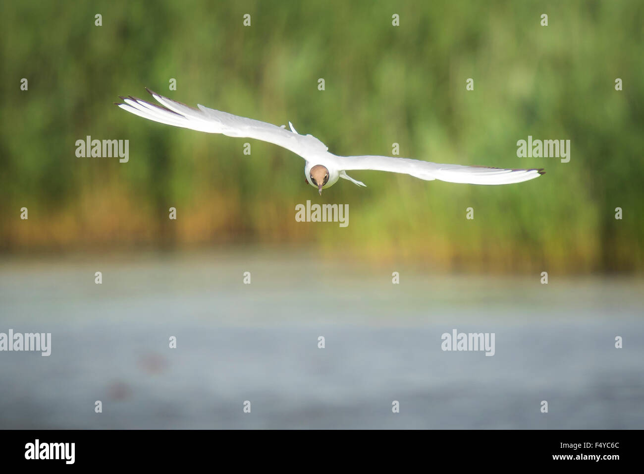 Close-up di un nero-headed gull, Chroicocephalus ridibundus, in-flight Foto Stock