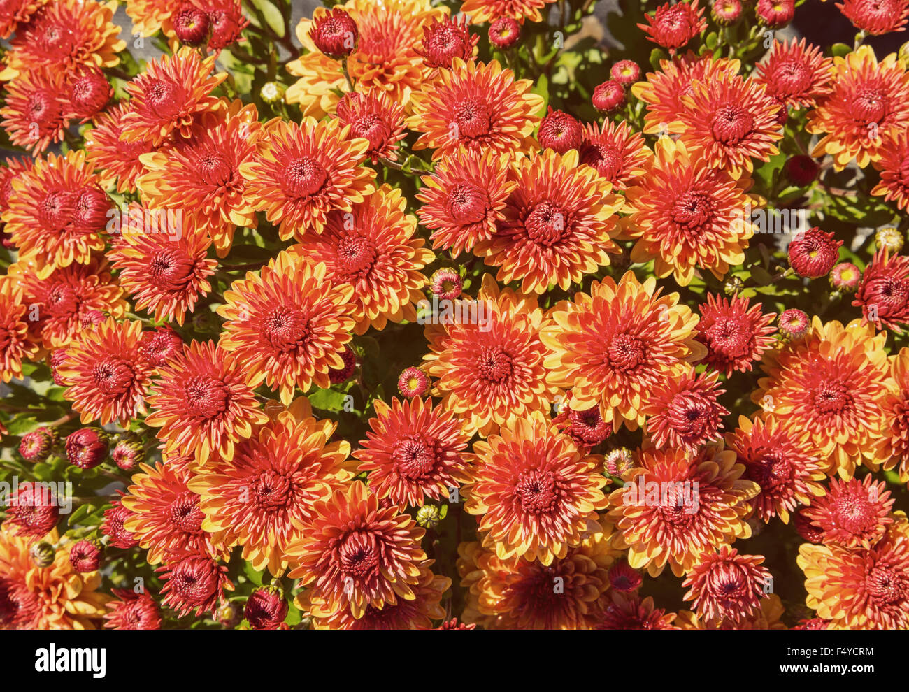 In autunno le mamme o crisantemi per i fiori in background Foto Stock