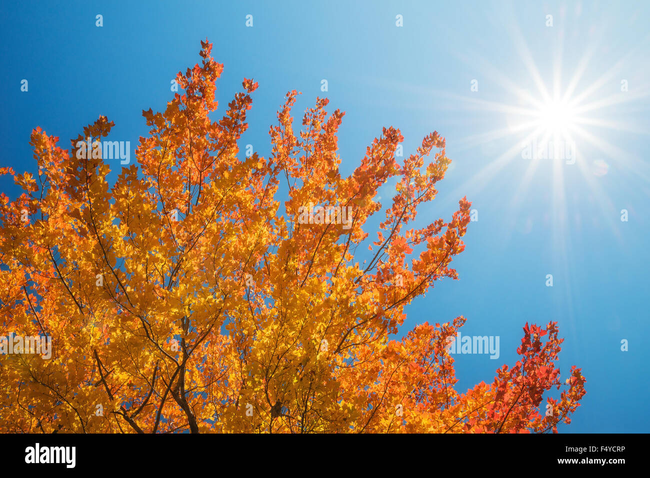 Autumn Tree Top con foglie d'oro contro sunny blue sky Foto Stock