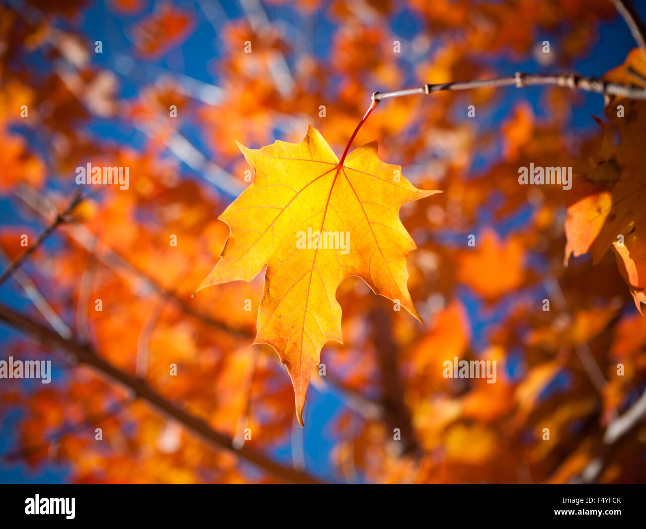 Il Blazing gold e i colori rosso di un maple leaf (Acer saccharum) in Saskatoon, Saskatchewan, Canada.
